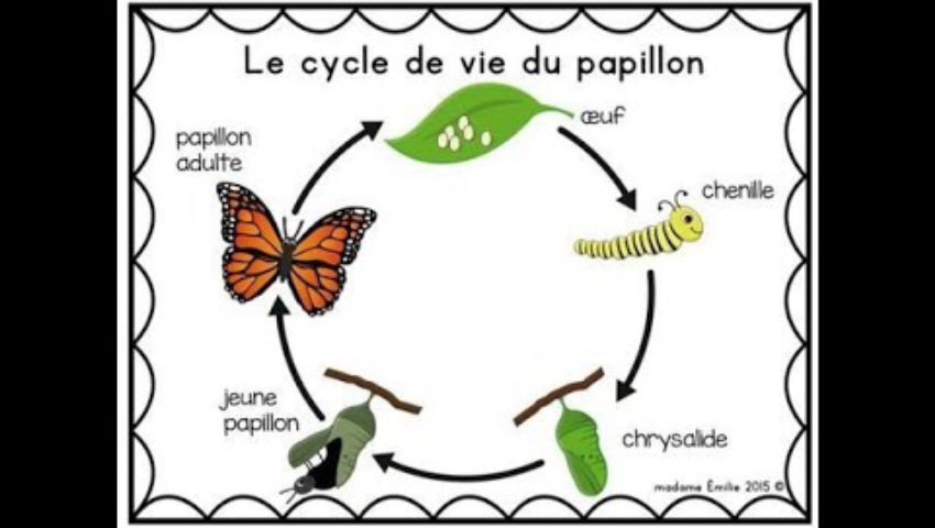 cycle de vie du papillon